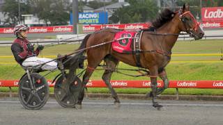 Dashman's harness examination - February 16